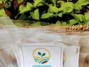 VILLA TULUMBA: COMENZÓ LA ENTREGA DE KITS “COSECHANDO PARA MI FAMILIA”.