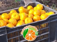 QUILINO SE PREPARA PARA LA FIESTA DE LA MANDARINA QUE SERÁ EL 25 DE MAYO.