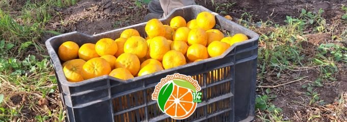 QUILINO SE PREPARA PARA LA FIESTA DE LA MANDARINA QUE SERÁ EL 25 DE MAYO.
