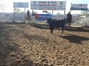 DEÁN FUNES: FIESTA DEL TERNERO