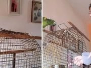 PASA EN REDES: “PEDRITO” EL LORO CORDOBÉS QUE LA ROMPE CON SU TONADA Y ES VIRAL. ¡MIRÁ!