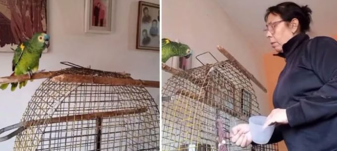 PASA EN REDES: “PEDRITO” EL LORO CORDOBÉS QUE LA ROMPE CON SU TONADA Y ES VIRAL. ¡MIRÁ!