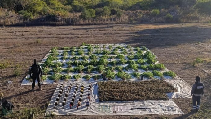 BAÑADO DE SOTO: LA FPA INCAUTÓ MÁS DE 28 KILOS DE MARIHUANA Y DESBARATÓ UNA PLANTACIÓN. UN DETENIDO.