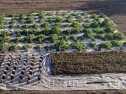 BAÑADO DE SOTO: LA FPA INCAUTÓ MÁS DE 28 KILOS DE MARIHUANA Y DESBARATÓ UNA PLANTACIÓN. UN DETENIDO.