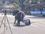 SALTA: UN CABALLO ARRASTRÓ A UN JINETE DURANTE EL DESFILE EN HONOR A GÜEMES.