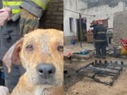 SE INCENDIÓ UN REFUGIO CANINO EN CÓRODBA Y PERDIERON TODO. SALVARON A LOS ANIMALES.