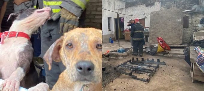 SE INCENDIÓ UN REFUGIO CANINO EN CÓRODBA Y PERDIERON TODO. SALVARON A LOS ANIMALES.