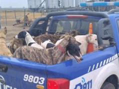 SUR DE CÓRDOBA: RECATARON 45 GALGOS SOMETIDOS A CAZA FURTIVA. DETUVIERON A 22 PEROSNAS.