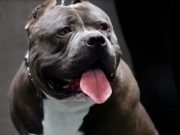 UNA NENA DE 2 AÑOS FUE BRUTALMENTE MORDIDA EN SU CARA POR UN AMERICAN BULLY.