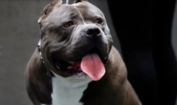 UNA NENA DE 2 AÑOS FUE BRUTALMENTE MORDIDA EN SU CARA POR UN AMERICAN BULLY.