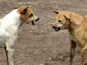 TUCUMÁN: UN NENE DE 9 AÑOS FALLECIÓ TRAS ATACADO POR UNA JAURÍA.