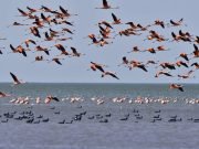 MEDIANTE SOBREVUELOS REALIZAN EL CENSO DE FLAMENCOS EN LAGUNA DE MAR CHIQUITA.