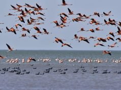 MEDIANTE SOBREVUELOS REALIZAN EL CENSO DE FLAMENCOS EN LAGUNA DE MAR CHIQUITA.