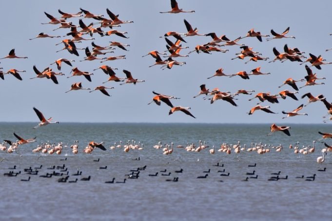 MEDIANTE SOBREVUELOS REALIZAN EL CENSO DE FLAMENCOS EN LAGUNA DE MAR CHIQUITA.