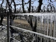 ¡TAPÁ LAS PLANTAS!: SE ESPERAN HELADAS PARA LA MADRUGADA DE ESTE JUEVES.