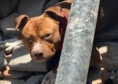 DOS NIÑOS SUFRIERON HERIDAS AL SER ATACADOS POR UN PERRO PITBULL EN CÓRDOBA.