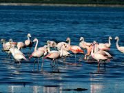Luna de miel en Miramar para los bomberos que se casaron mientras combatían incendios en Córdoba.