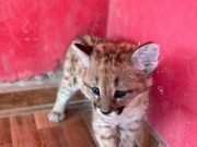 Rescataron a una cría de puma en San Francisco del Chañar.