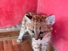 Rescataron a una cría de puma en San Francisco del Chañar.