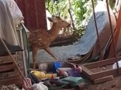 Villa María: un hombre encontró un ciervo en su patio.