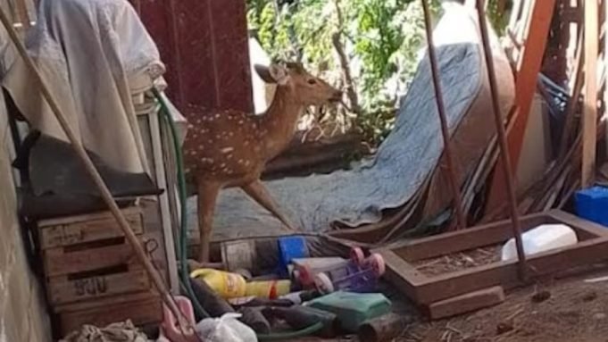 Villa María: un hombre encontró un ciervo en su patio.