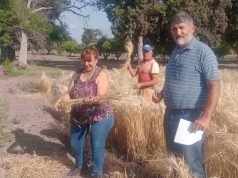Quilino: Entregan parcelas de trigo a los artesanos de la localidad.