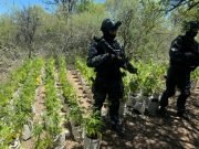 Departamento Cruz del Eje: La FPA desmanteló una plantación de marihuana en paso viejo.