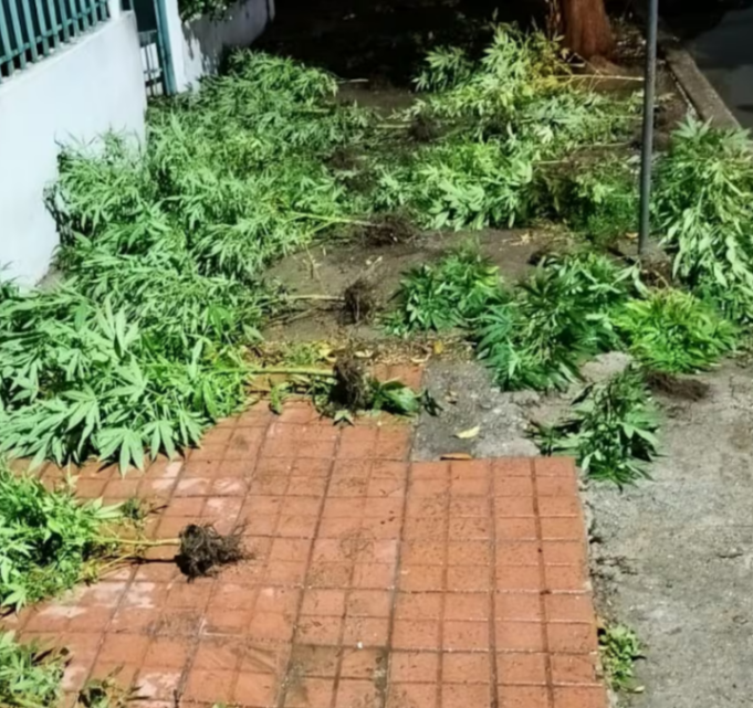 Discutió con su novio y lo denunció por tener plantas de marihuana.