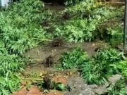 Discutió con su novio y lo denunció por tener plantas de marihuana.