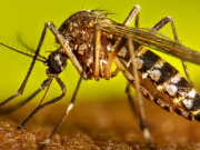 Córdoba registró cinco nuevos casos de dengue autóctono. Uno en Jesús María.