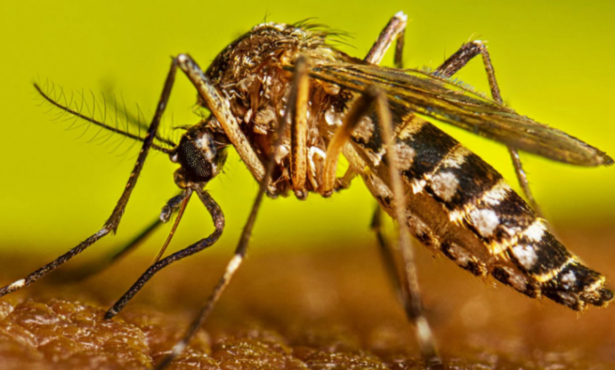 Córdoba registró cinco nuevos casos de dengue autóctono. Uno en Jesús María.