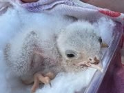 Deán Funes: Bomberos rescataron a un pichoncito de Halcón en B° Las Flores.