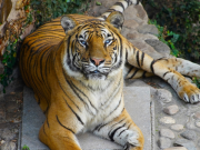 Murió Brisa, la tigresa de bengala más longeva del Parque de la Biodiversidad.