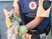 Una llamada al 911 permitió el rescate de cinco zorros grises en Córdoba.
