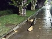 Tragedia en Colonia Caroya: Falleció un joven tras desprenderse una rama sobre su cabeza en Av. San Martín