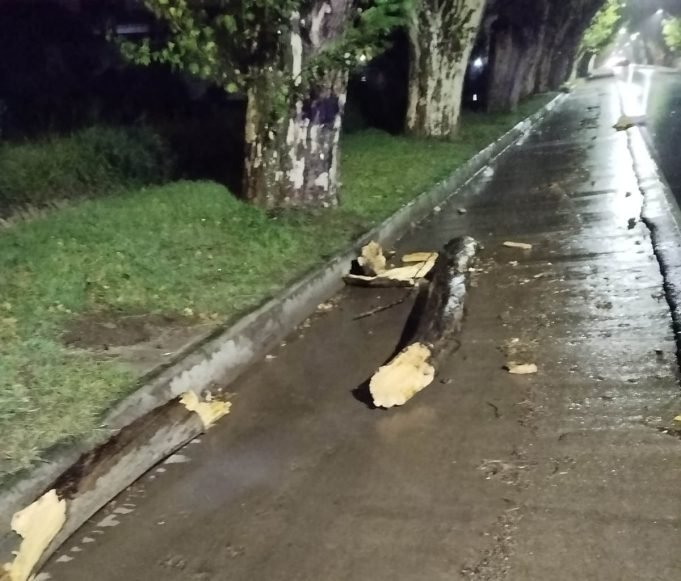 Tragedia en Colonia Caroya: Falleció un joven tras desprenderse una rama sobre su cabeza en Av. San Martín