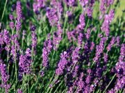 Villa Yacanto celebra la Fiesta de la Cosecha de Lavanda.