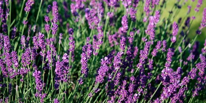 Villa Yacanto celebra la Fiesta de la Cosecha de Lavanda.