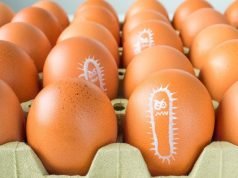 Consejos para evitar la Salmonella.