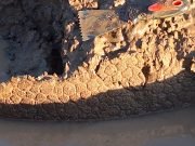 Hallazgo en Pampayasta: descubrieron restos de un gliptodonte .