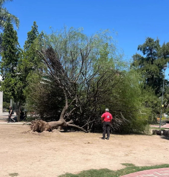 Un hombre fue hospitalizado al ser aplastado por un árbol.