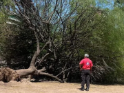 Un hombre fue hospitalizado al ser aplastado por un árbol.