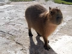 La Policía Ambiental rescató un carpincho y nueve aves silvestres que estaban en cautiverio.