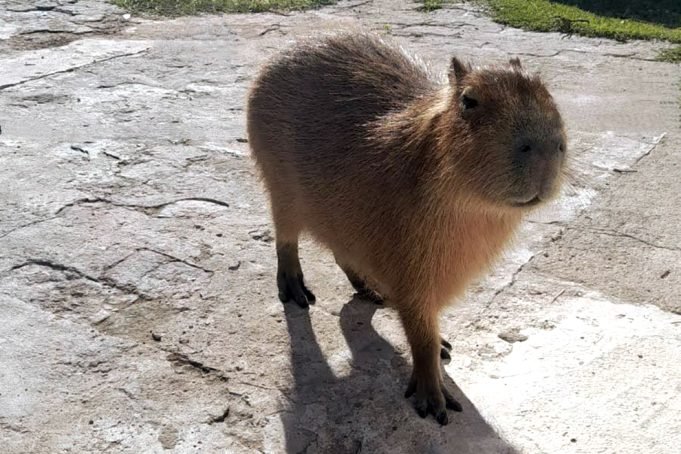 La Policía Ambiental rescató un carpincho y nueve aves silvestres que estaban en cautiverio.