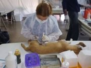 Castraciones gratuitas: dónde y cómo solicitar turno en Deán Funes.