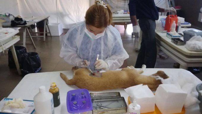Castraciones gratuitas: dónde y cómo solicitar turno en Deán Funes.