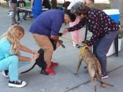 Día del Animal en la Plaza Sarmiento: una jornada para compartir y aprender.
