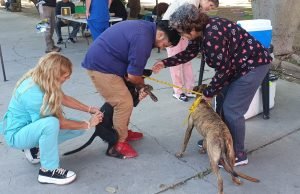 Día del Animal en la Plaza Sarmiento: una jornada para compartir y aprender.