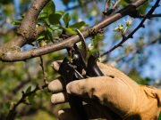 Invitación a la comunidad: Charla sobre poda y cuidado del arbolado urbano en Quilino.