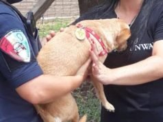 Recuperan un perro robado en barrio Obras Sanitarias de Deán Funes.